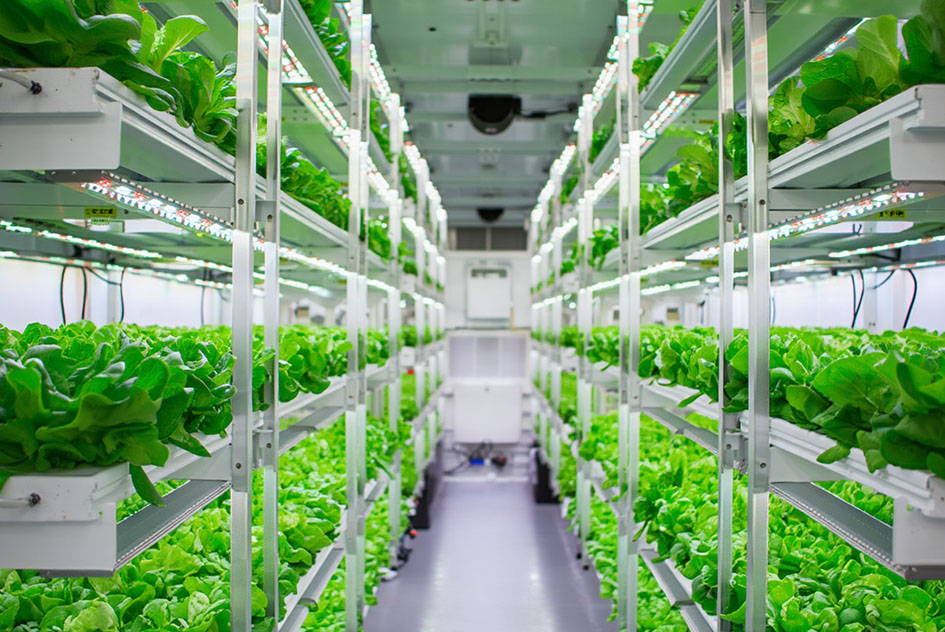 hydroponic